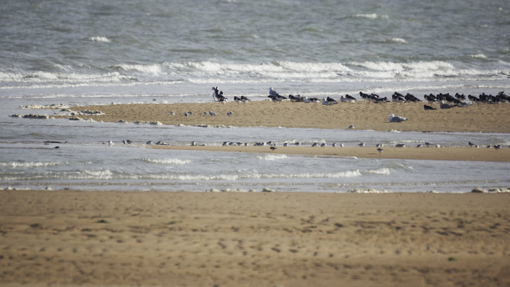Bécasseaux sanderling et Huitriers pie