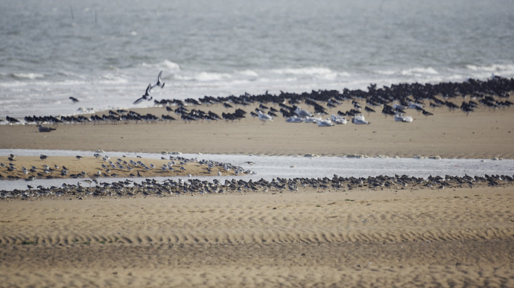 Limicoles et goélands