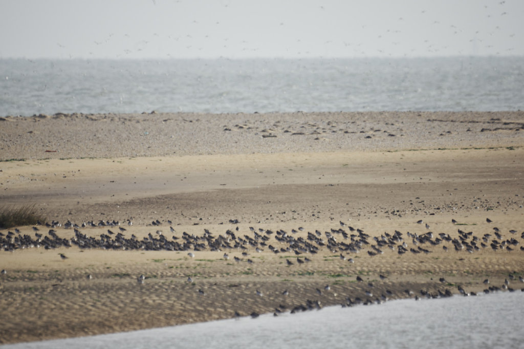 Bécasseaux grands gravelots