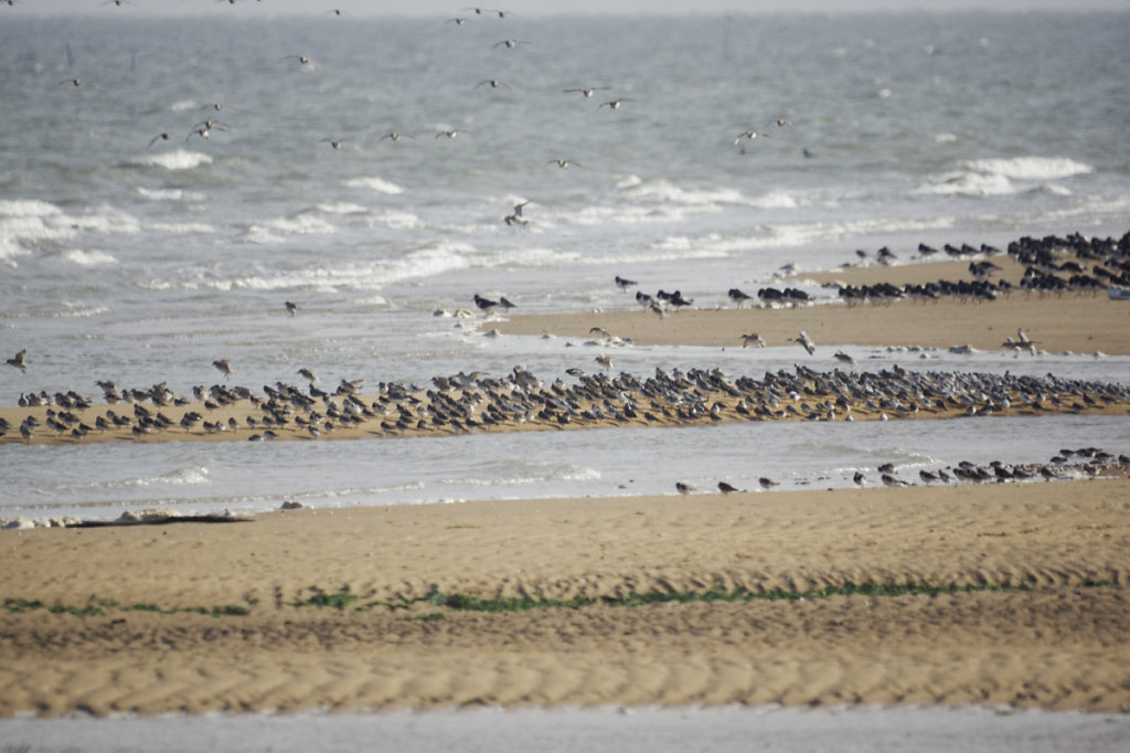 Sur la petite langue de sable, les places deviennent de plus en plus cher