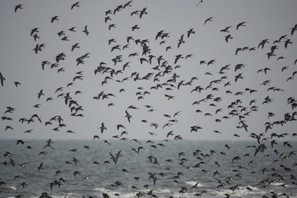 Le ciel rempli d'oiseaux