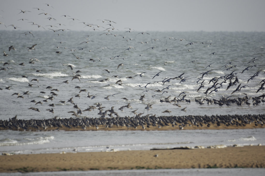 Pas facile de trouver de quoi poser les pattes