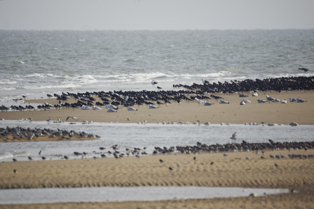 Le groupe compacte et sombre  des huitriers