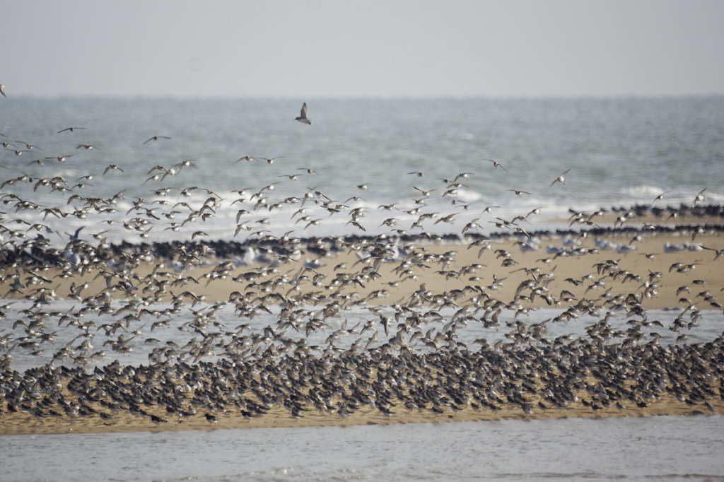 Envol des bécasseaux