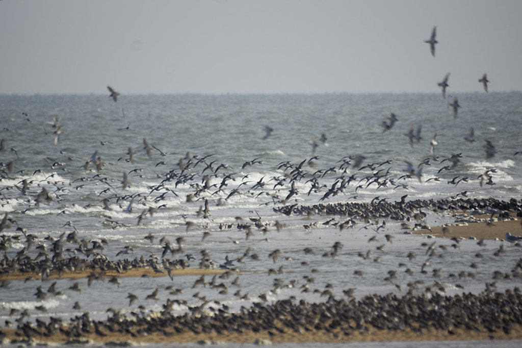 Posés ou en vol, les oiseaux sont partout