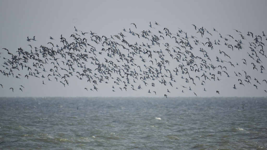 Quelques barges au milieu des bécasseaux