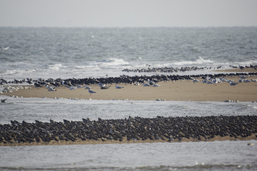 Densité maxi chez les bécasseaux au premier plan