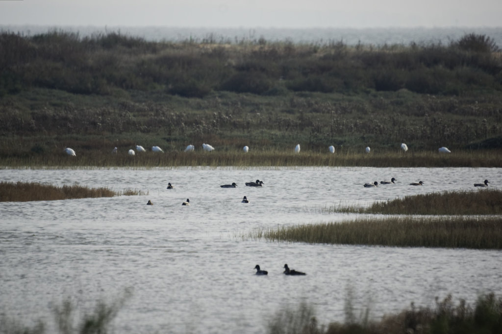 Lagune à Fort Royer