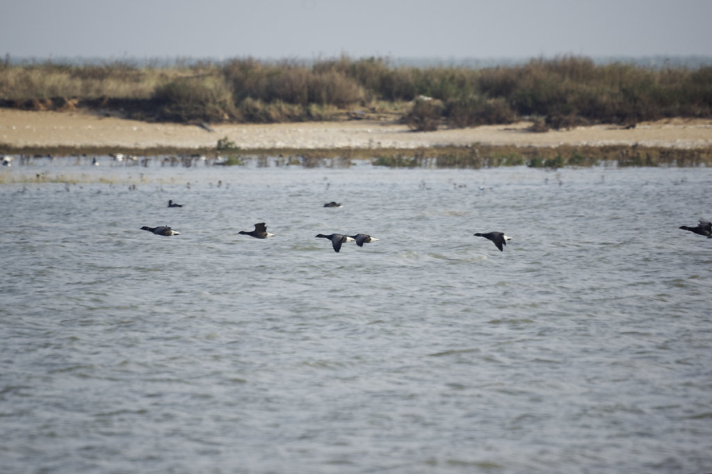 Vol de bernaches cravant