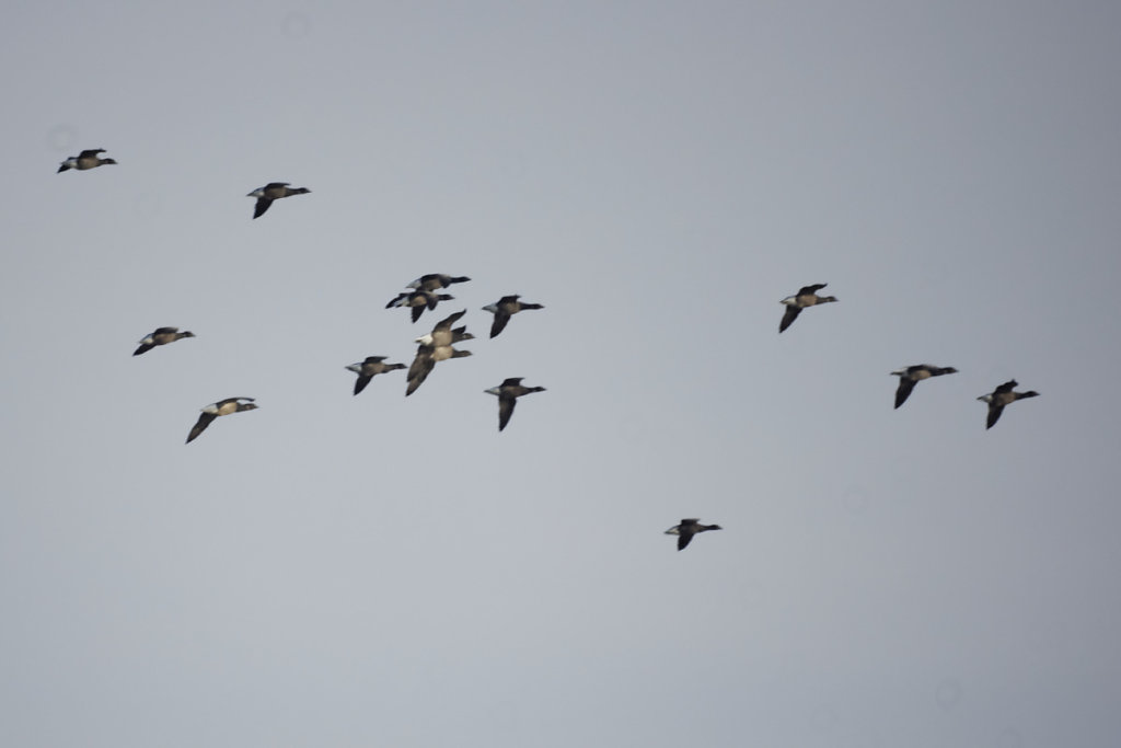 Bernaches cravant en vol