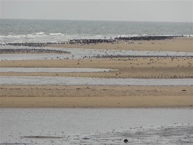 Les oiseaux  au repos