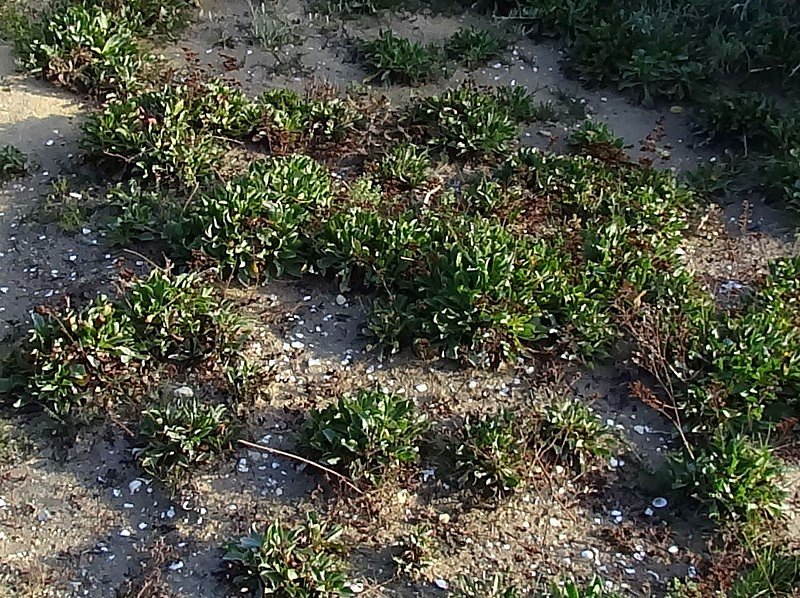 Végétation de prés salés