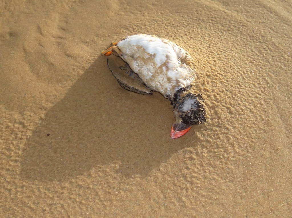 Cadavre de Maquareux