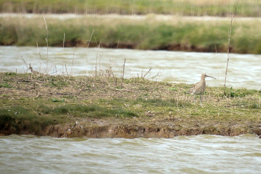 Courlis et chevalier