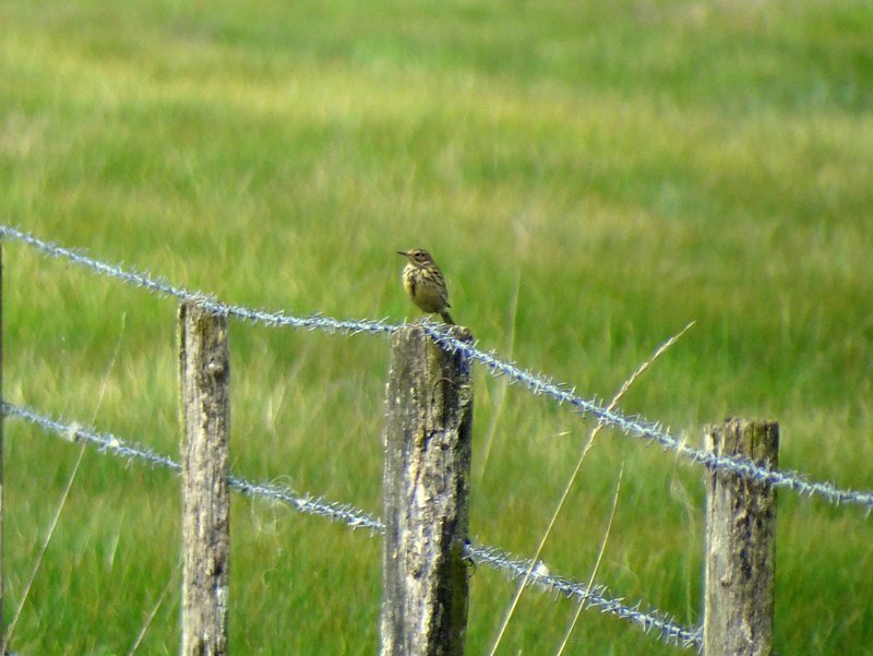 Pipit farlouse 