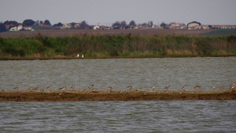 Bécasseaux et pluviers