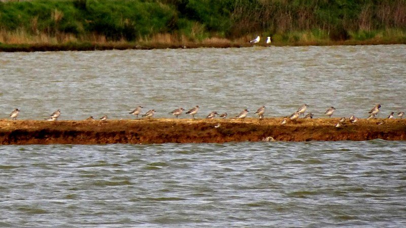 Bécasseaux variables et pluviers argentés.