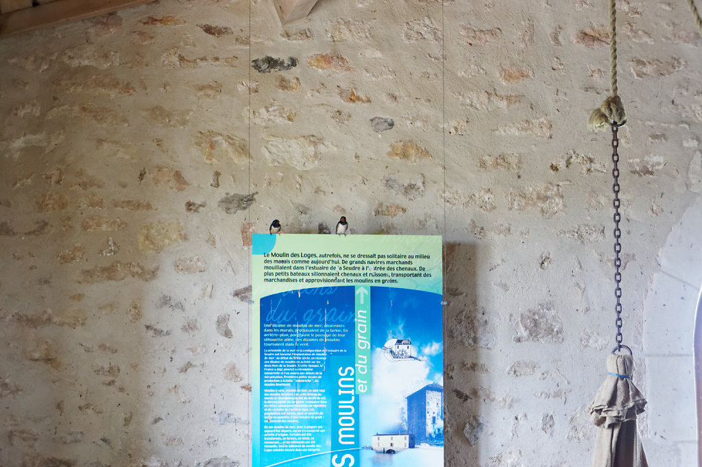 Hirondelles rustiques