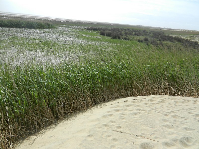 comment le sable recouvre les roseaux en baie de Bonne Anse