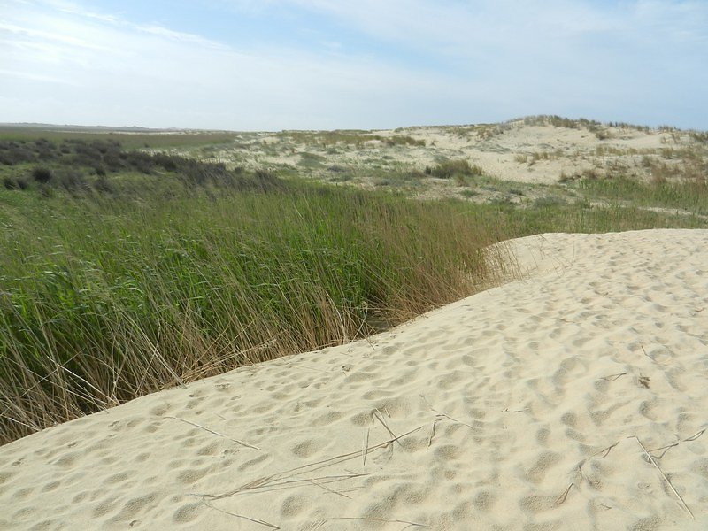 la dune sableuse se déplace ...