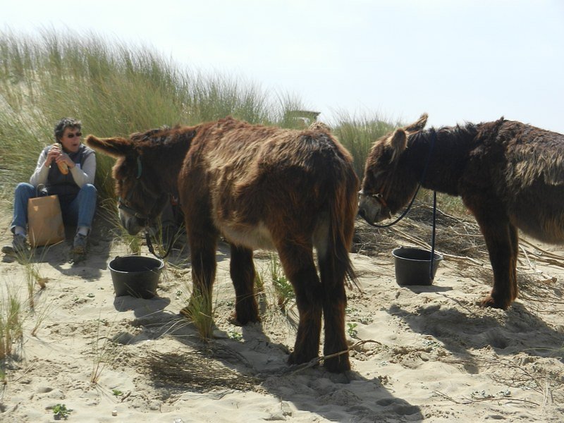 le repas aussi pour les ânes d'Oléron