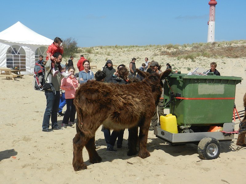 collecte avec les ânes