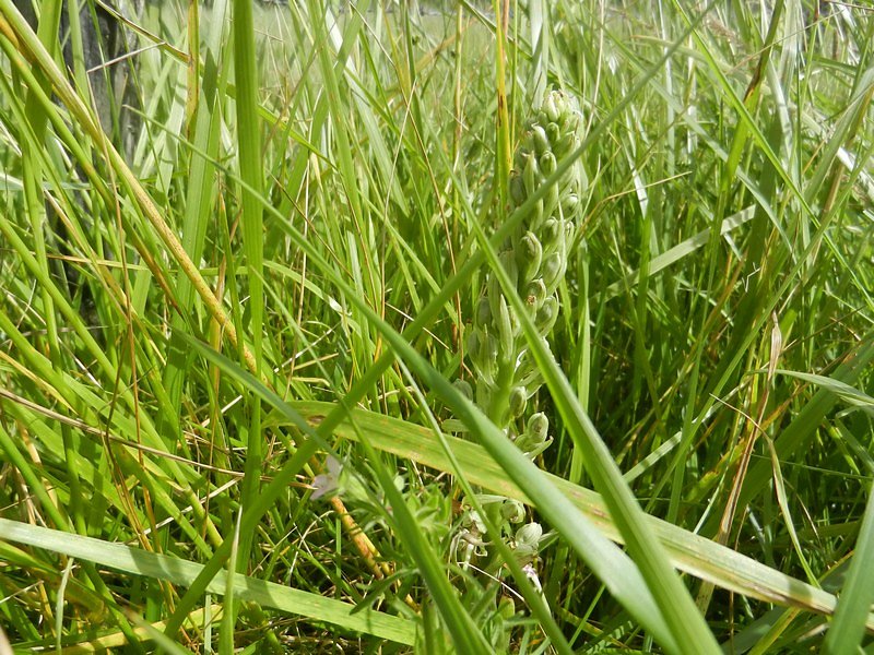 orchidée bouc en bouton