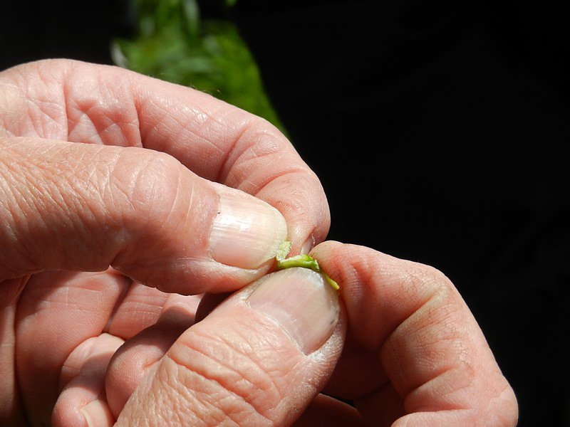 des millions de graines