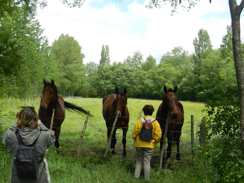 chevaux au pâturage