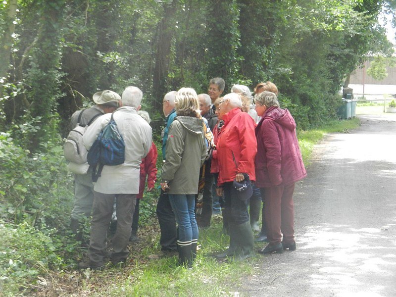 groupe en observation