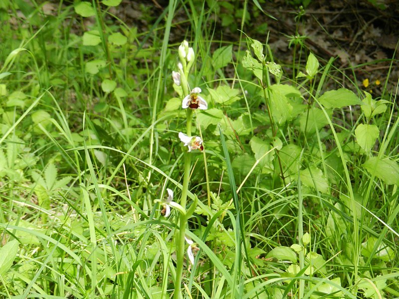 abeille de plus près