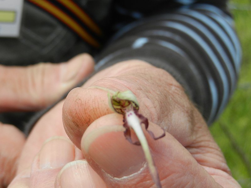 fleur de bouc détail