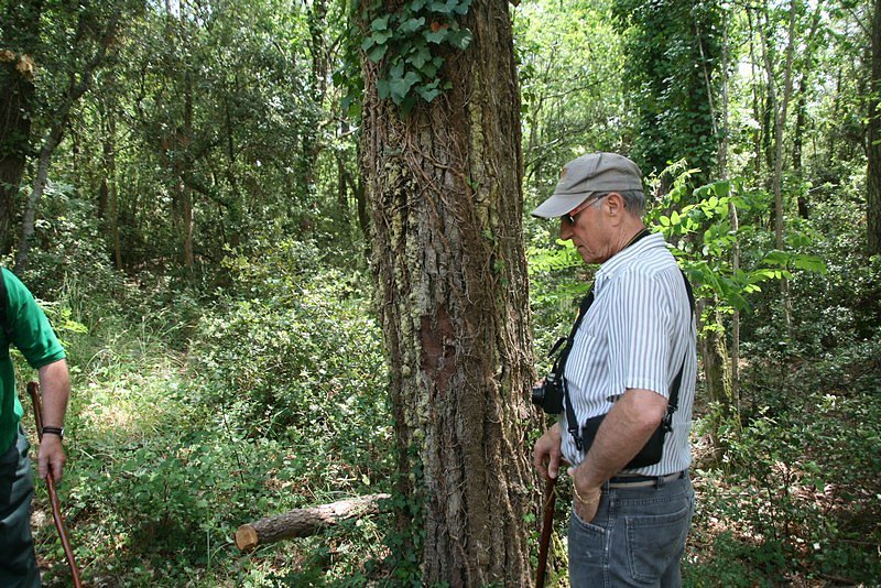 vestige d'une saignée