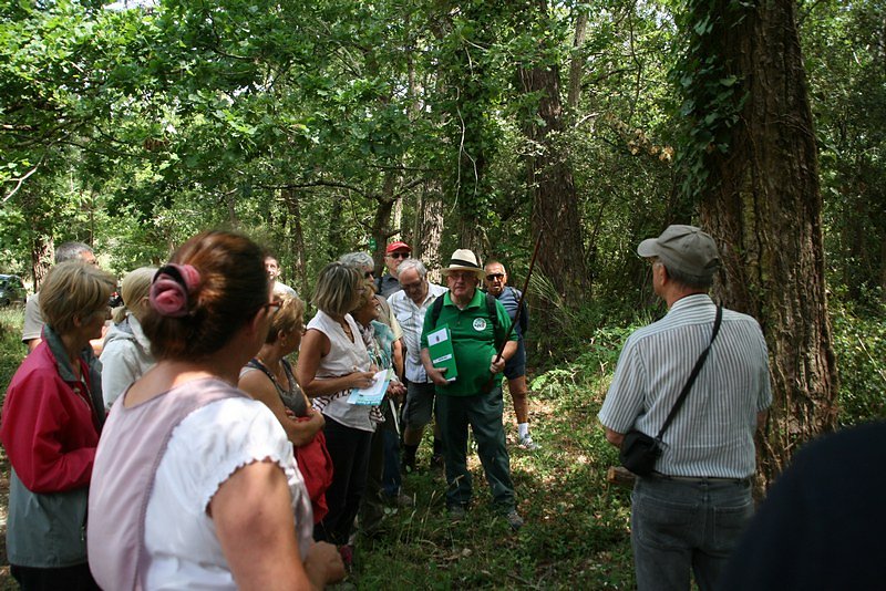 pas de jeunes pousses sous les arbres anciens