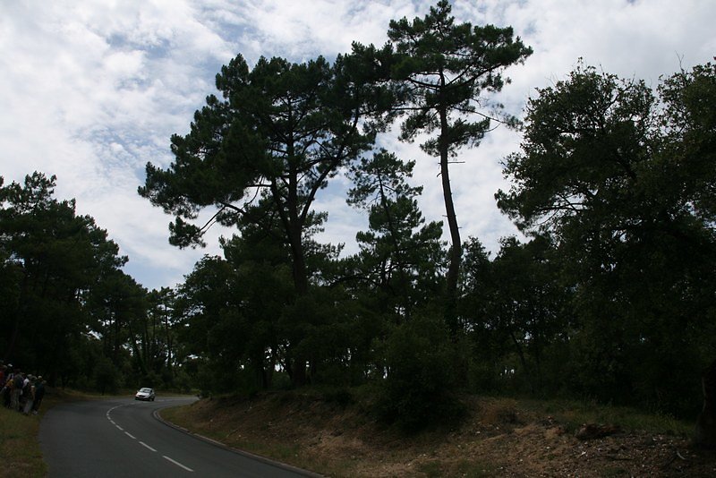 les faciès de la forêt