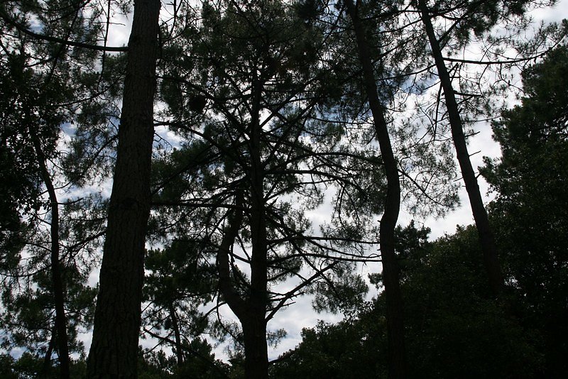 végétation haute et basse