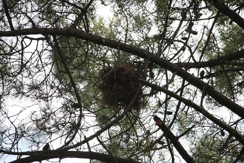 excroissance balai de sorcière mort