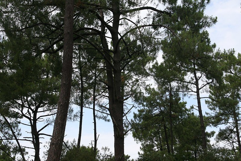 pin accidentellement dédoublé