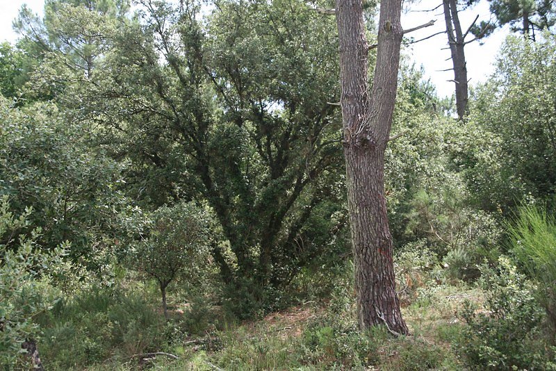 Chêne vert recépé