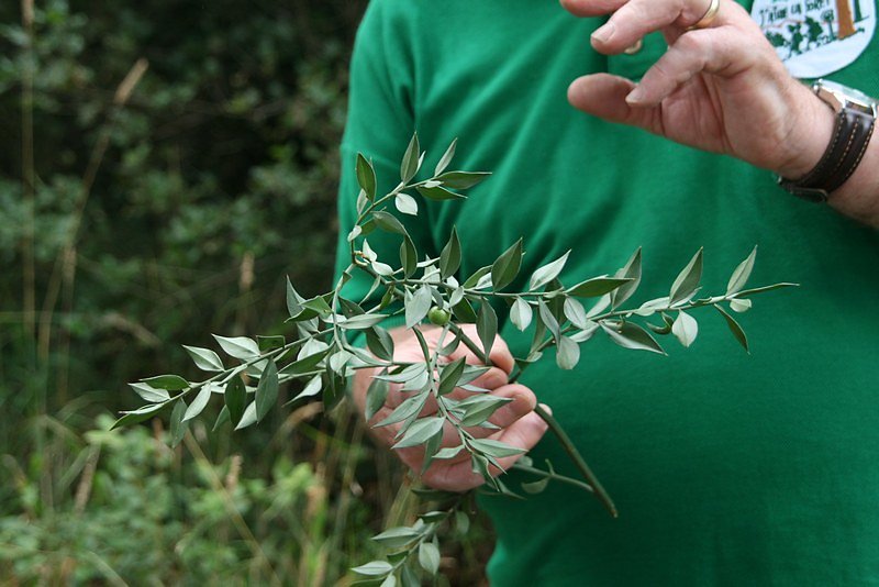 fragon (baie toxique)