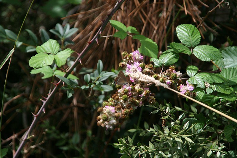 fructification de la ronce