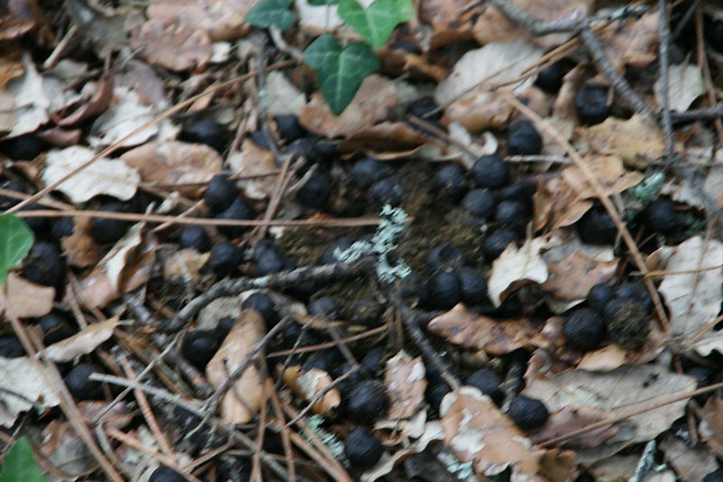 crottes de cerf