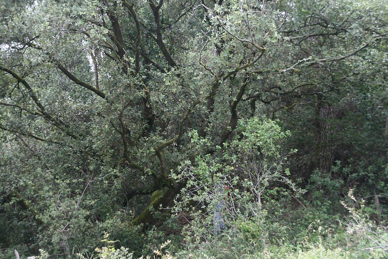 La jungle impénétrable