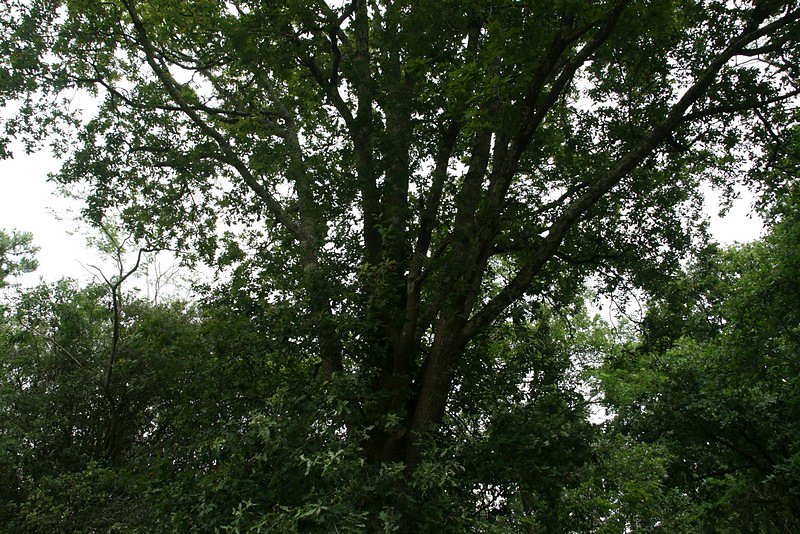 Un chêne majestueux