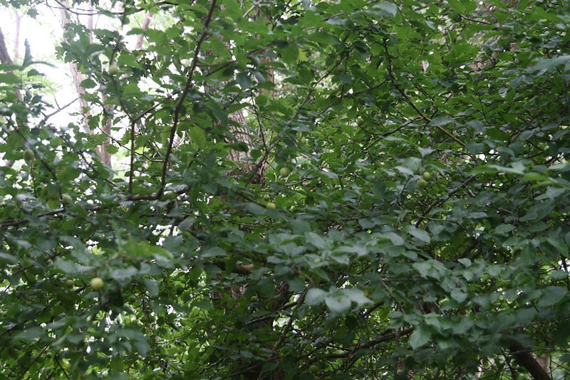 Prunier sauvage