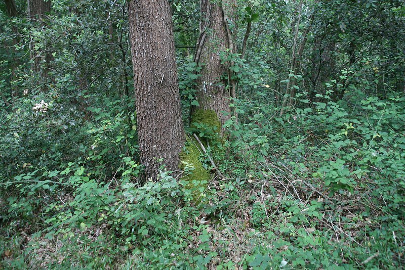 Parcelle laissée à l'état sauvage