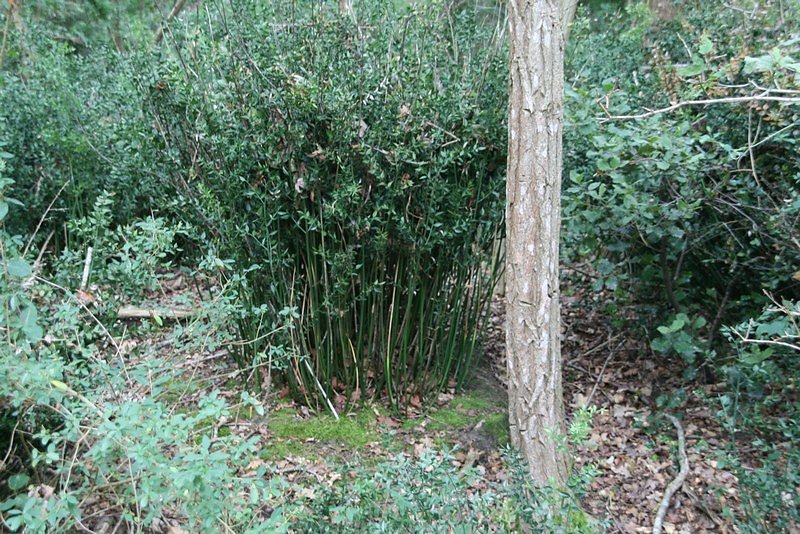 Grosse touffe de fragon