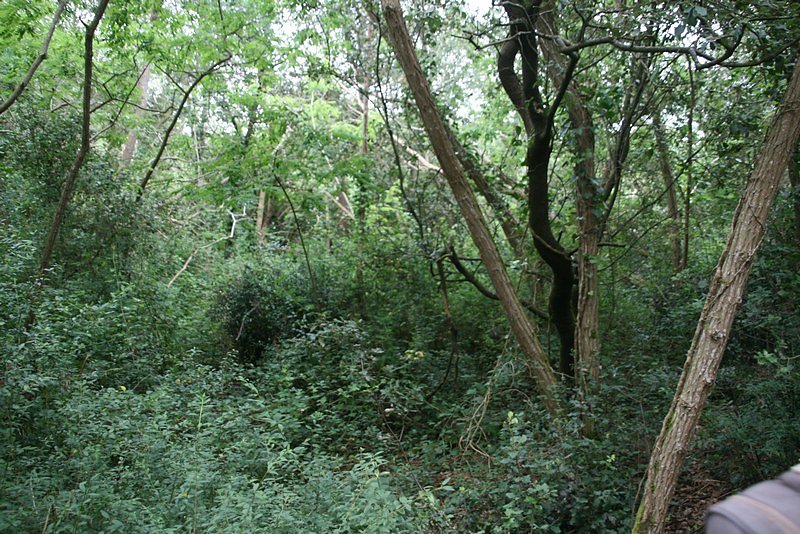 Parcelle non exploitée