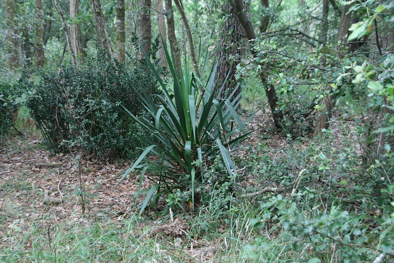 Yucca