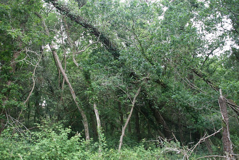 Un enchevêtrement de végétation 